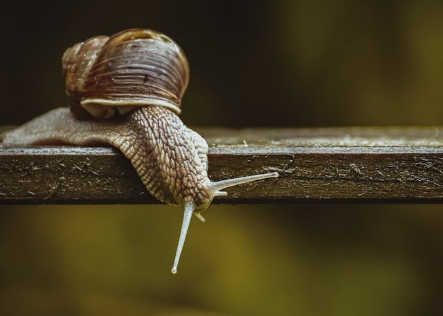 Escargot représentant la lenteur de chargement des pages d'un site internet